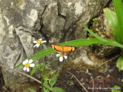 Tegosa anieta