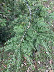 Tsuga canadensis
