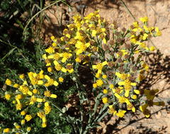 Senecio crenatus