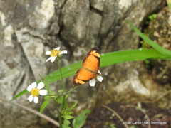 Tegosa anieta