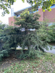 Tsuga canadensis
