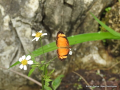 Tegosa anieta