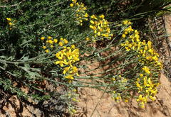 Senecio crenatus