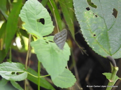 Cepheuptychia glaucina