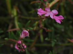 Indigofera sp16