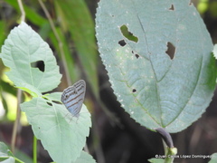 Cepheuptychia glaucina