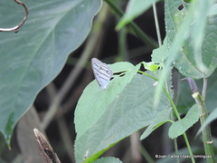 Cepheuptychia glaucina