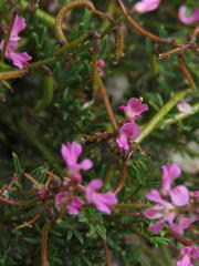 Indigofera sp16