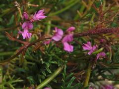 Indigofera sp16