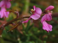 Indigofera sp16