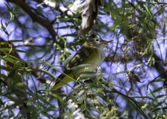 Vireo flavoviridis