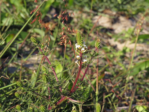 Image of Hebenstretia repens by (c) Jeremy Gilmore, some rights reserved (CC BY)