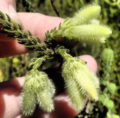 Erica sparrmanni