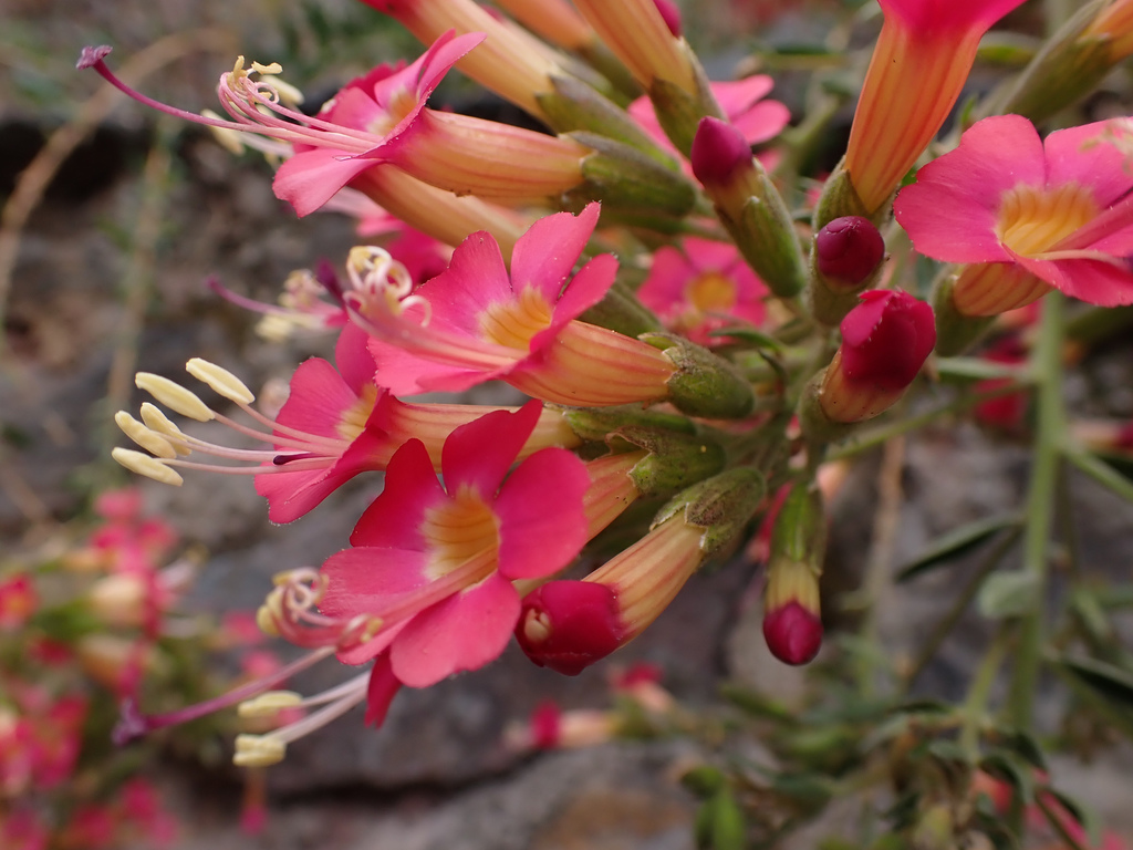 Cantua cuzcoensis