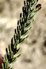 Erica sparrmanni
