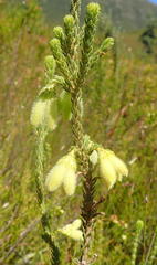 Erica sparrmanni
