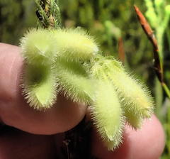 Erica sparrmanni