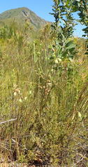Erica sparrmanni