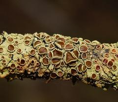 Flavoparmelia rutidota