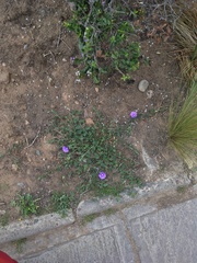 Convolvulus sabatius