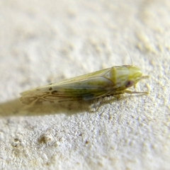 Typhlocybella