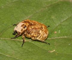 Xeloma tomentosa