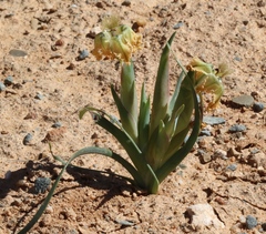 Ferraria variabilis