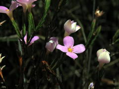 Lachnaea uniflora