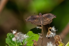 Theagenes dichrous