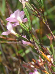Lachnaea uniflora
