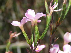Lachnaea uniflora