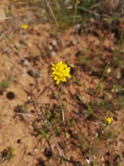 Polycarena aurea