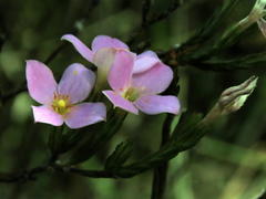 Lachnaea uniflora