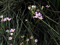 Lachnaea uniflora