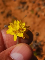 Polycarena aurea