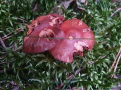 Cortinarius sanguineus