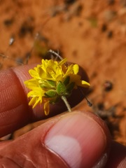 Polycarena aurea