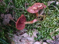 Cortinarius sanguineus