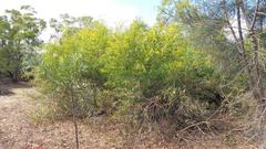 Acacia difficilis