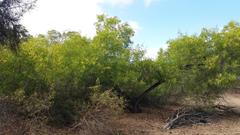 Acacia difficilis