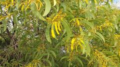 Acacia difficilis