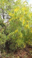 Acacia difficilis
