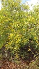Acacia difficilis