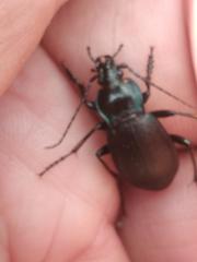 Carabus monticola