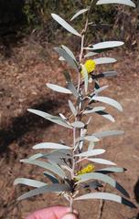 Acacia ayersiana