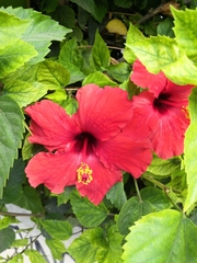 Hibiscus rosa-sinensis