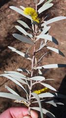 Acacia ayersiana