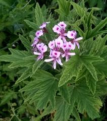 Pelargonium citronellum