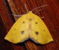 Drepanogynis algoaria