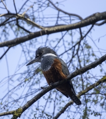 Megaceryle torquata stellata